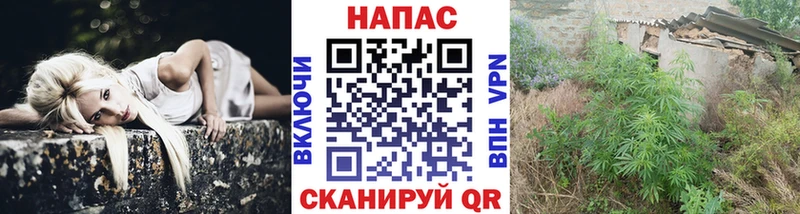 где найти Новая Ладога Конопля марихуана
